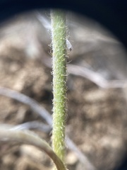 Crepis modocensis