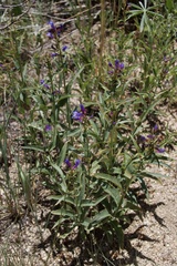 Penstemon watsonii