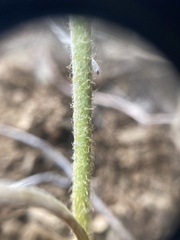 Crepis modocensis