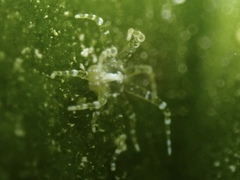 Bunodeopsis globulifera