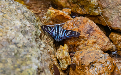 Nosphistia zonara
