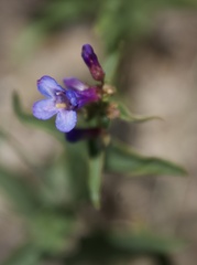 Penstemon watsonii