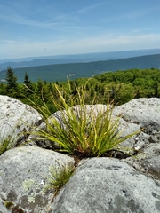 Carex debilis rudgei