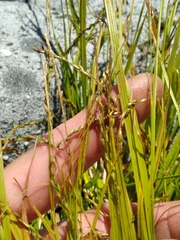 Carex debilis rudgei