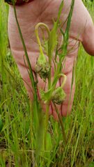 Microseris laciniata