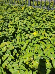 Hypericum calycinum