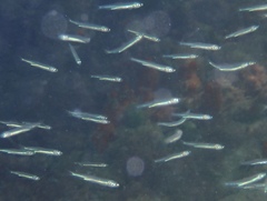 Dwarf Round Herring photo 3