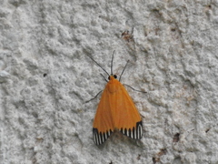 Uranophora walkeri