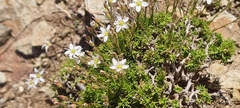 Minuartia recurva