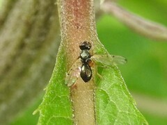 Rivellia maculipennis