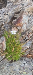 Minuartia recurva
