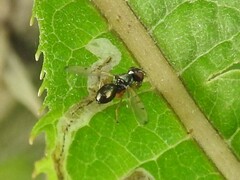 Rivellia maculipennis