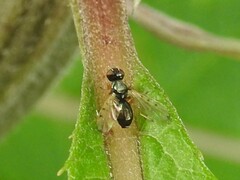 Rivellia maculipennis