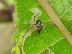 Rivellia maculipennis