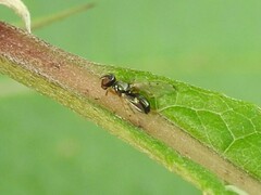 Rivellia maculipennis