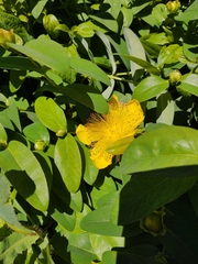 Hypericum calycinum