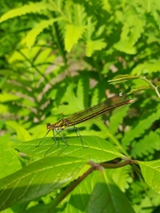 Calopteryx amata
