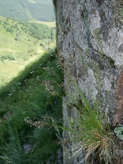 Agrostis rupestris