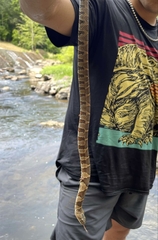 Nerodia sipedon