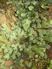 Marchantia pileata