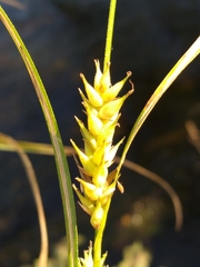 Carex trichocarpa