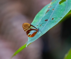 Greta alphesiboea