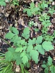 Actaea spicata