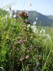 Pedicularis palustris palustris