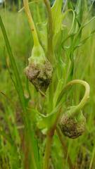 Microseris laciniata