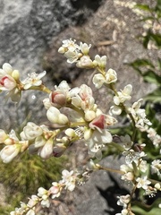 Koenigia phytolaccifolia
