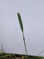Phleum bertolonii