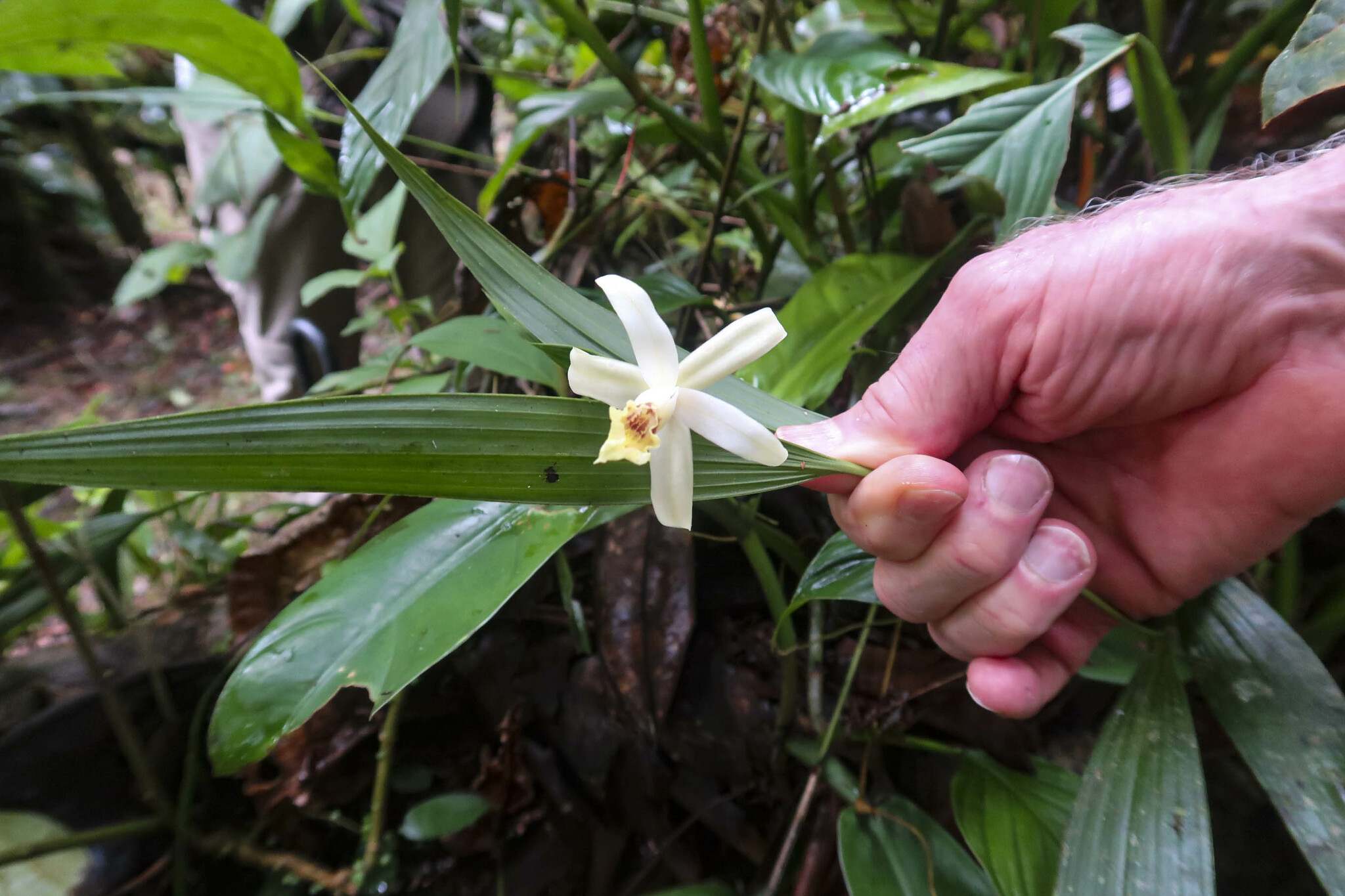 Sobralia image
