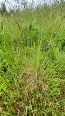 Festuca roemeri