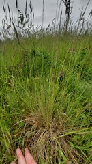 Festuca roemeri