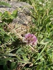 Trifolium hybridum