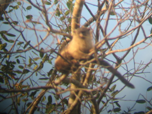 Mico melanurus