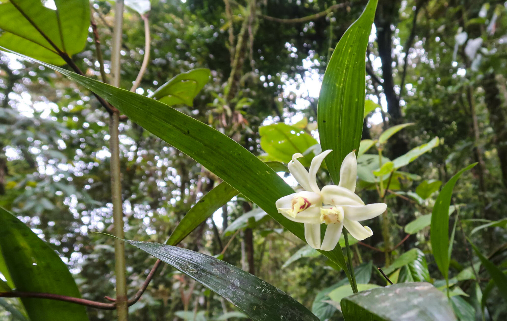 Sobralia candida image