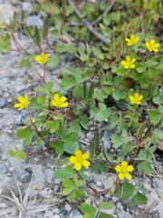 Oxalis corniculata
