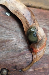 Stanisicarion freycineti
