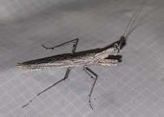 Litaneutria ocularis