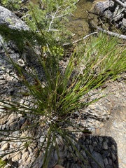 Juncus arcticus