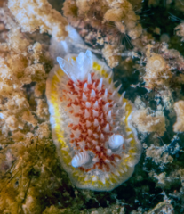 Diaphorodoris luteocincta