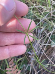 Polygala boykinii
