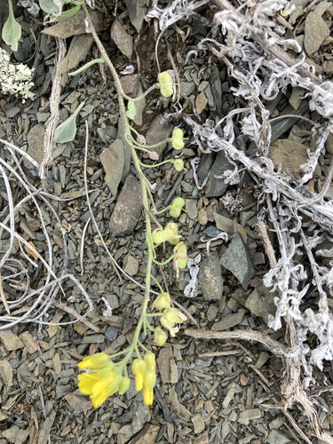 Rogers Pass Bladderpod (Physaria klausii)