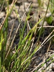 Juncus arcticus