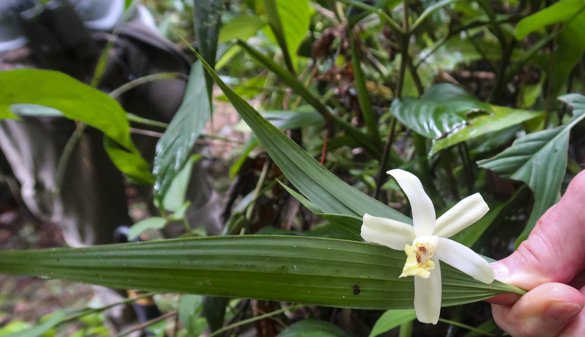 Sobralia candida image