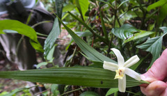 Sobralia candida