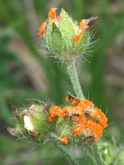 Phragmidium potentillae
