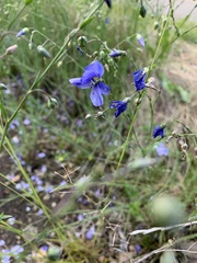 Linaceae