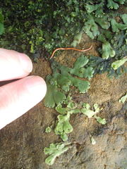 Marchantia pileata